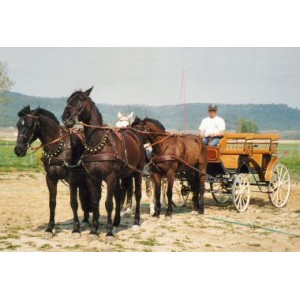 Calèche Break de chasse 1880